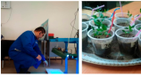 THE USE OF ELECTRICAL METHODS FOR GROWING SWEET PEPPER SEEDLINGS T.M. Bayzakov, Sh.Yusupov, Tashkent Institute of Irrigation and Agricultural Mechanization Engineers F.F. Rasulov, B.A. Karimov, Scientific Research Institute of Vegetables, Melons and Potat